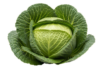 Fototapeta premium Fresh, vibrant head of green cabbage with prominent leaves, illuminated against a black background.