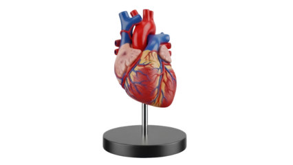 Anatomical heart model isolated PNG, detailed human organ replica for medical education and healthcare presentations on transparent background