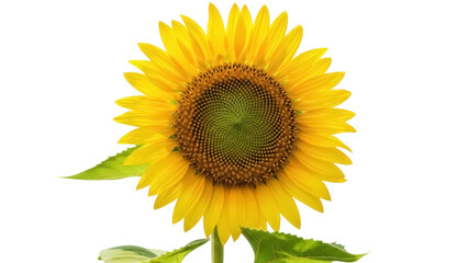 Obraz premium Bright yellow sunflower isolated PNG on transparent background, vibrant summer flower for design projects and botanical themes