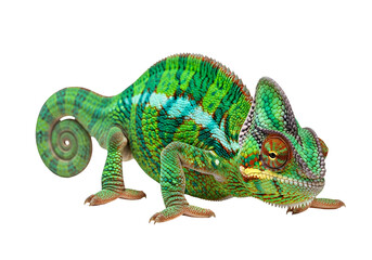 A vibrant, detailed view of a chameleon with a striking pattern of greens, blues, and oranges against a black background.