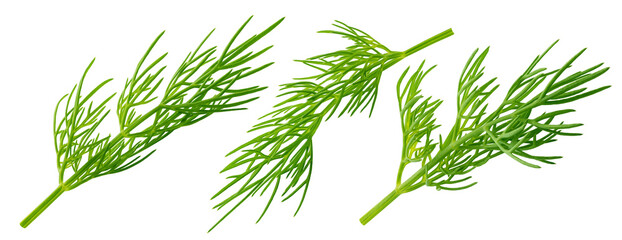 Dill isolated on white background, full depth of field