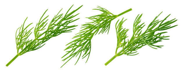 Dill isolated on white background, full depth of field