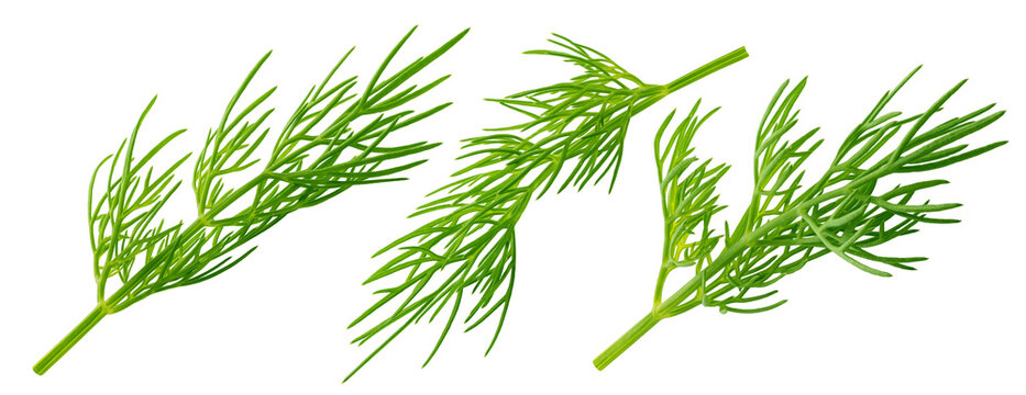 Dill isolated on white background, full depth of field