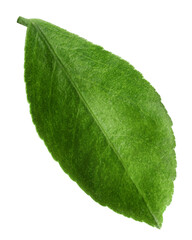 Citrus leaf, lemon, orange, grapefruit, lime, isolated, full depth of field