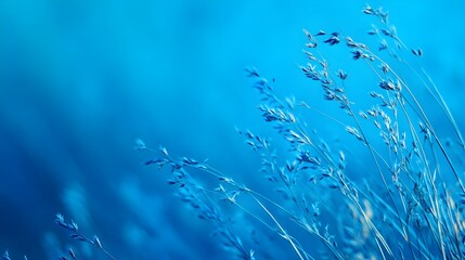 Delicate blue grass stalks in soft focus against a blurred natural background