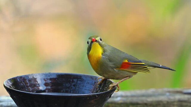 水を飲むソウシチョウ