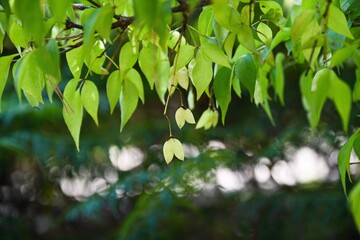 Obraz premium Close shot of Staphylea trifolia seed pods and leaves on a branch in forest shade. Bladdernut tree from Staphyleaceae during fall season.