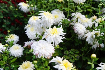 Obraz premium Close view of blooming Chrysanthemum Vidensky Ball with delicate white petals and pale yellow tones, capturing the beauty of autumn flowers.