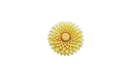 Yellow Dahlia Flower Isolated on White Background