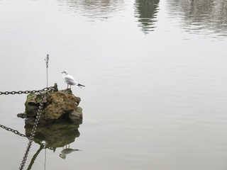 black-headed gull on the lake