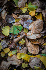 Autumn Fallen Leaves on Park Bench at Seikan Ryokuchi Park, Sapporo, Hokkaido, Japan