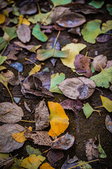 Autumn Fallen Leaves on Park Bench at Seikan Ryokuchi Park, Sapporo, Hokkaido, Japan