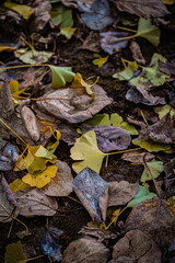 Autumn Fallen Leaves on Park Bench at Seikan Ryokuchi Park, Sapporo, Hokkaido, Japan