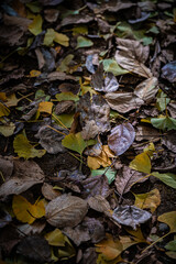Autumn Fallen Leaves on Park Bench at Seikan Ryokuchi Park, Sapporo, Hokkaido, Japan
