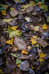 Autumn Fallen Leaves on Park Bench at Seikan Ryokuchi Park, Sapporo, Hokkaido, Japan