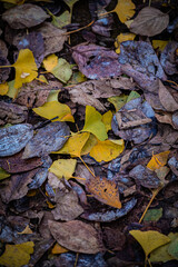 Autumn Fallen Leaves on Park Bench at Seikan Ryokuchi Park, Sapporo, Hokkaido, Japan