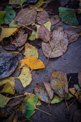 Autumn Fallen Leaves on Park Bench at Seikan Ryokuchi Park, Sapporo, Hokkaido, Japan