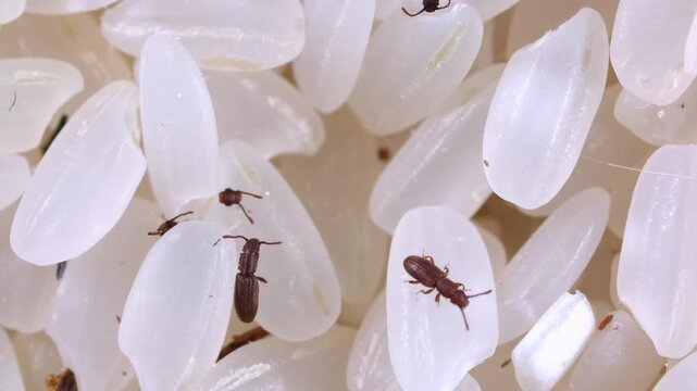 Rice weevils crawl and feed on white rice. Macro weevils close-up. Insect pests in food. Shooting 4k