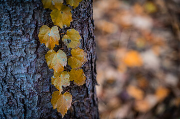 Autumn Fallen Leaves on Park Bench at Seikan Ryokuchi Park, Sapporo, Hokkaido, Japan