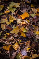 Autumn Fallen Leaves on Park Bench at Seikan Ryokuchi Park, Sapporo, Hokkaido, Japan