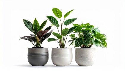 Three modern potted houseplants bringing fresh greenery and calm to a minimalist indoor space