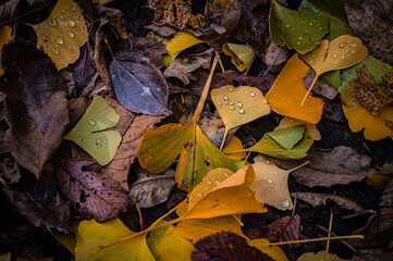 Autumn Fallen Leaves on Park Bench at Seikan Ryokuchi Park, Sapporo, Hokkaido, Japan