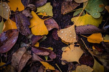 Autumn Fallen Leaves on Park Bench at Seikan Ryokuchi Park, Sapporo, Hokkaido, Japan