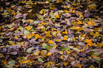 Autumn Fallen Leaves on Park Bench at Seikan Ryokuchi Park, Sapporo, Hokkaido, Japan