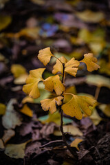 Autumn Fallen Leaves on Park Bench at Seikan Ryokuchi Park, Sapporo, Hokkaido, Japan