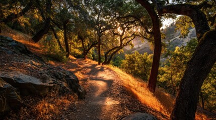 Naklejka premium A person walks on a dirt path surrounded by trees during sunset. The scene shows warm light filtering through leaves.