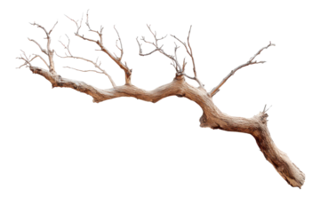 Wooden branch with no leaves positioned at an angle against plain background in a studio setting