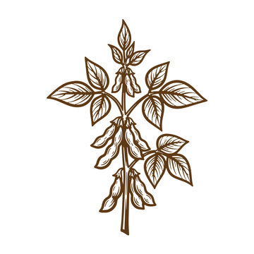 Detailed brown sketch illustration of a soybean plant with pods and leaves isolated