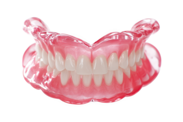 Model of human teeth used for education in dental training, highlighting structure and anatomy of mouth at dental school or clinic