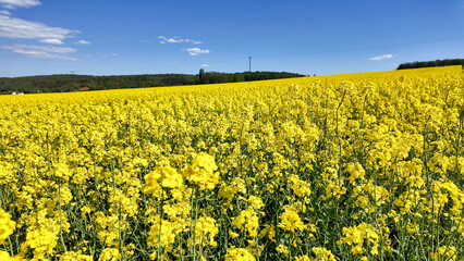A flowering rapeseed field under a bright blue sky in spring.