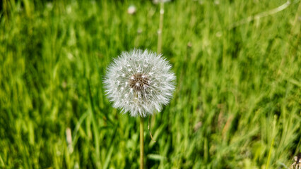 Seed head of the common dandelion (Taraxacum) in a summer meadow
