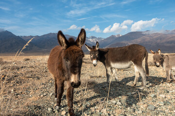 Naklejka premium Wild donkeys standing in arid desert landscape with mountains in background. Donkeys grazing in a field of dry yellow grass in summer.