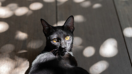 A black kitten is lying on the ground. Close-up shot of the black kitten looking at the camera.