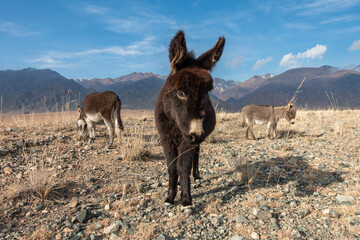 Wild donkeys standing in arid desert landscape with mountains in background.
Donkeys grazing in a...