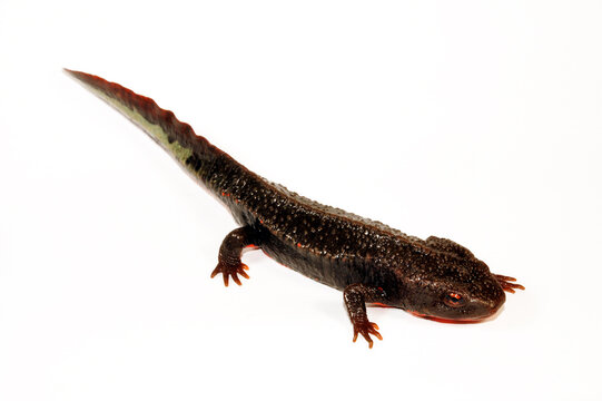 Vietnam warty newt // Tam Dao-Salamander, Vietnamesischer Warzenmolch (Paramesotriton deloustali) - Vietnam