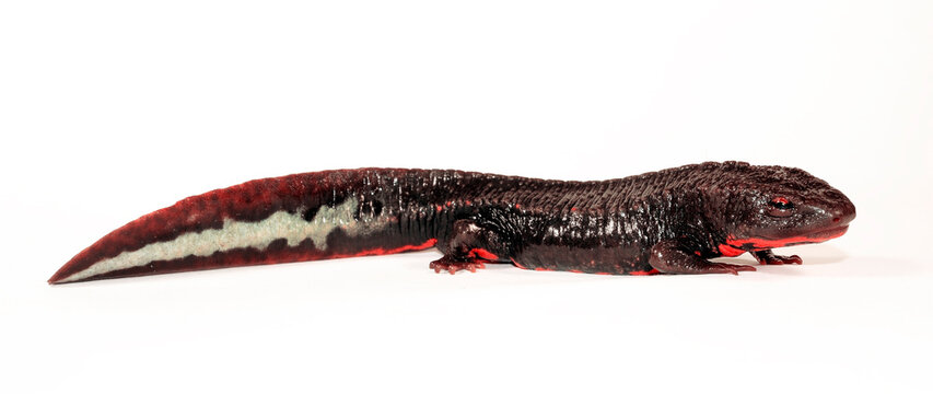 Vietnam warty newt // Tam Dao-Salamander, Vietnamesischer Warzenmolch (Paramesotriton deloustali) - Vietnam