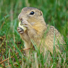 An adorable European Ground Squirrel [Spermophilus citellus] sits on the grass, holding a green...