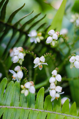 Tiny White Tropical Flowers Growing Near Green Fern