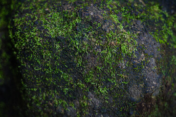 Dark Rough Stone Surface Covered with Green Moss