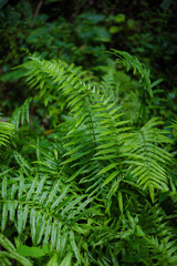 Dense Green Tropical Fern Foliage Background Texture