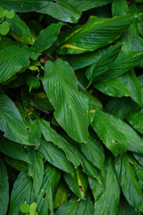 Dark Green Tropical Ginger Leaves Foliage Texture