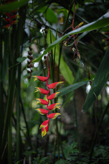 Red Yellow Heliconia Flower Cluster Hanging Down