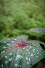Caladium Leaf Close-Up Water Drop Pink Veins