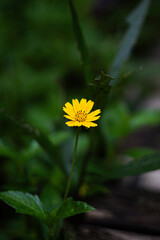 Bright Yellow Single Creeping Zinnia Flower Dark Background