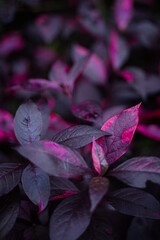 Dark Purple Pink Variegated Tropical Leaves Foliage