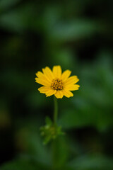Focused Single Yellow Flower Dark Green Backdrop